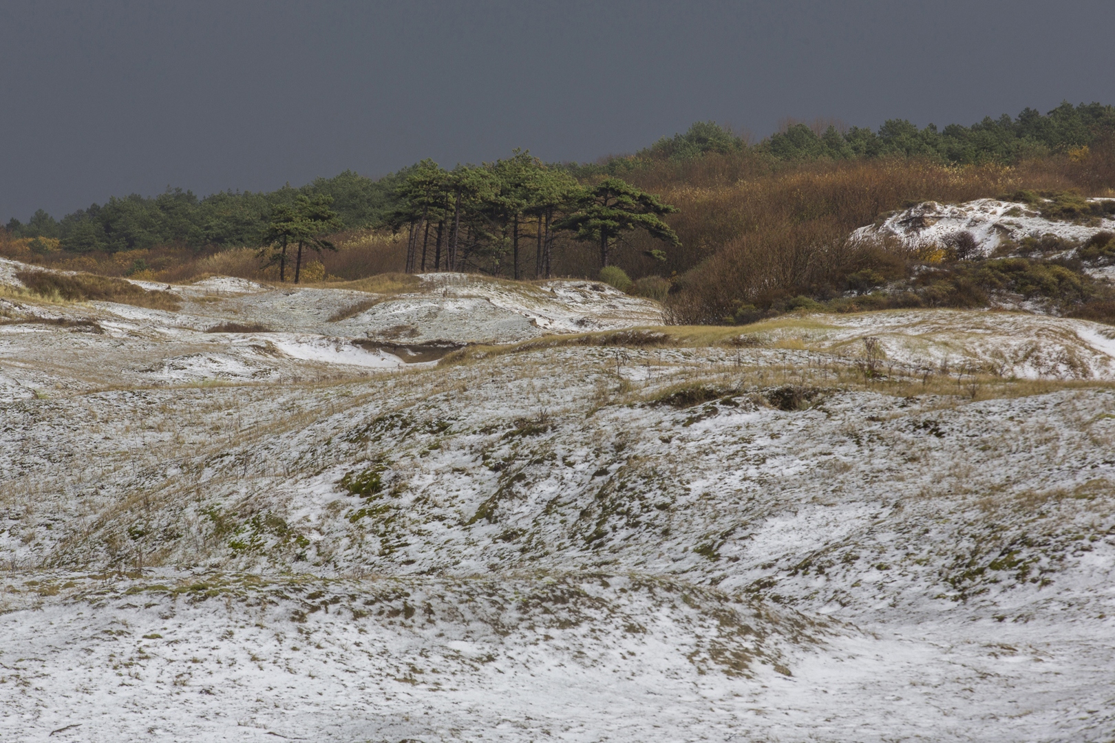 1877 duinen Noordwijk 2016-11-18 Bw-V 1620