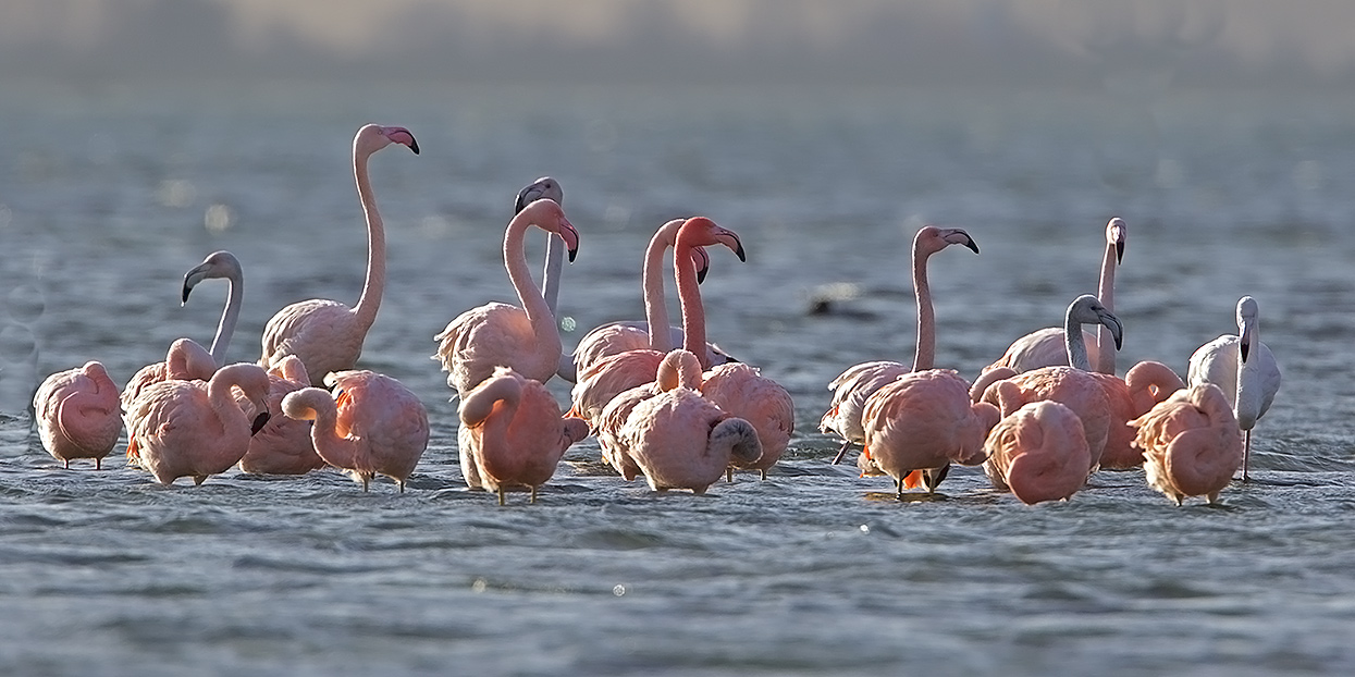 Flamingo-footo-2199