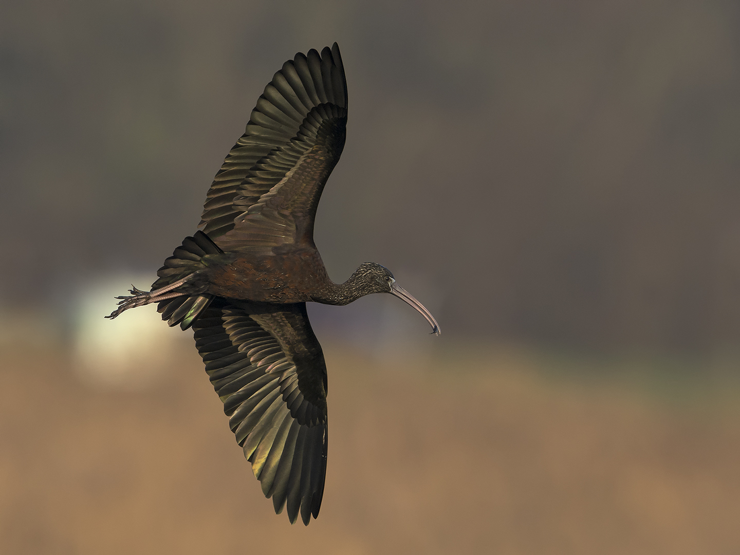 Zwarte ibis met stekelbaarsje