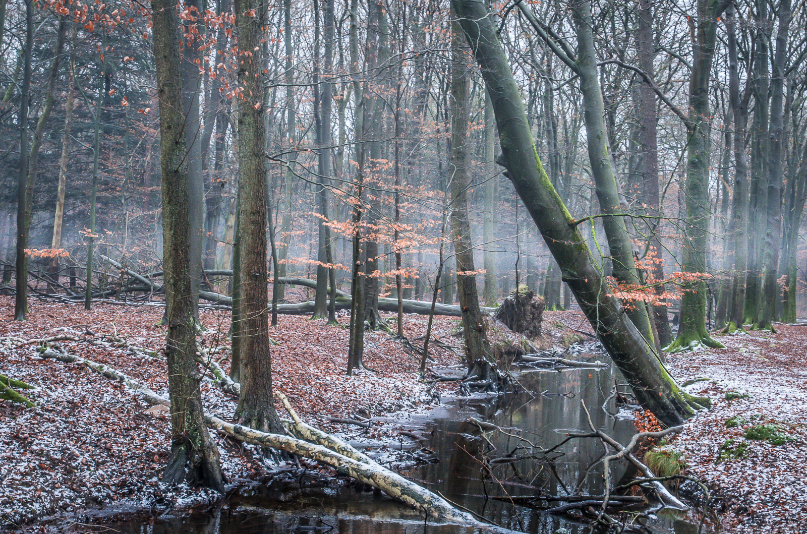 Damp van smeltende sneeuw in het bos