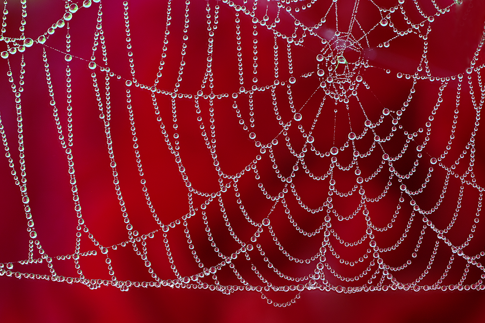 Rood web