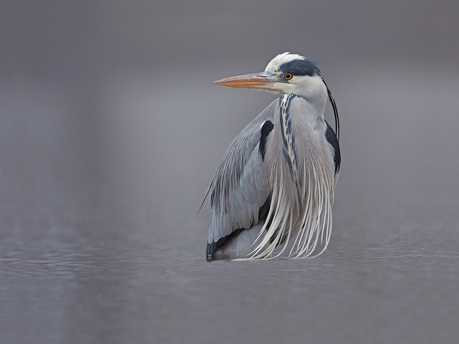 Blauwe reiger 0994 v