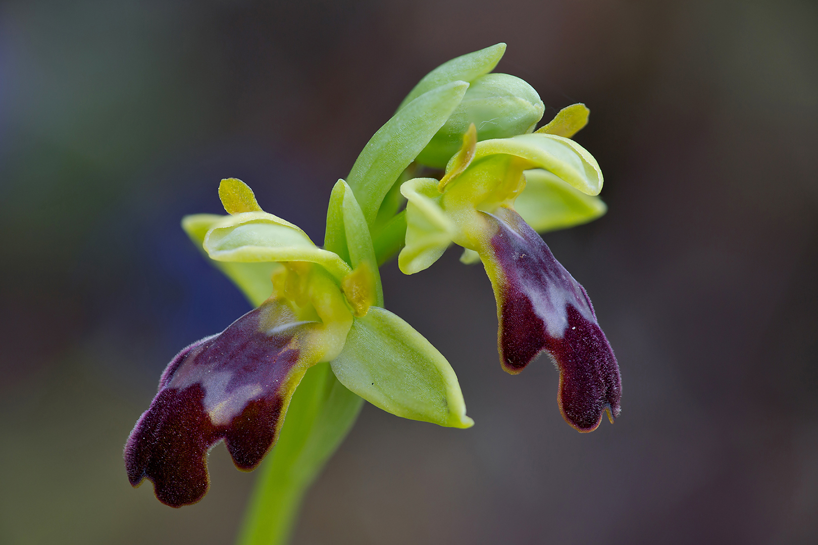 1842-48 Ophrys Fusca 2015-04-16 Bw-V 1680