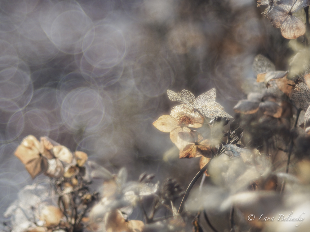 Lace of hortenisa, sun and bokeh (1 of 1)