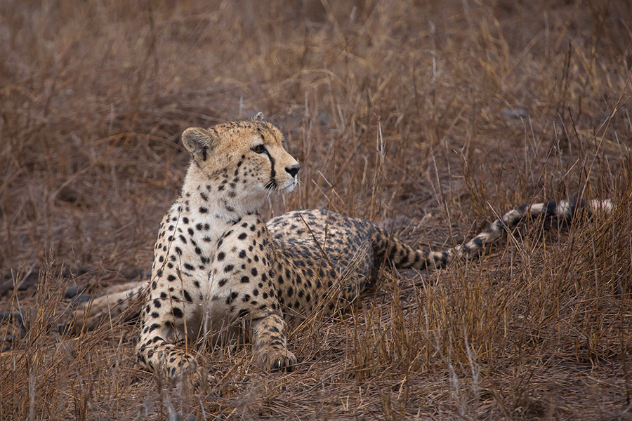 Cheetah001