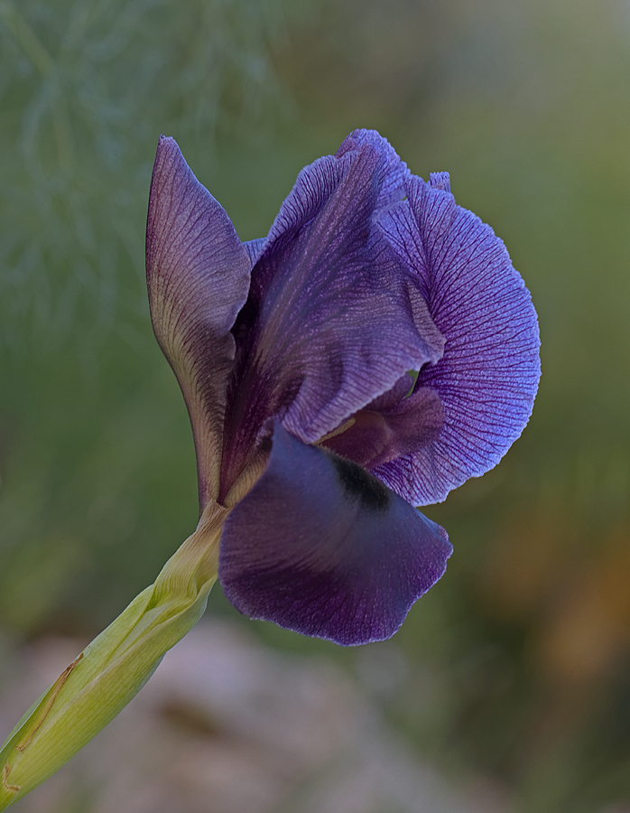 The Gilboa Iris - Iris Hayne_MG_3416 DDN
