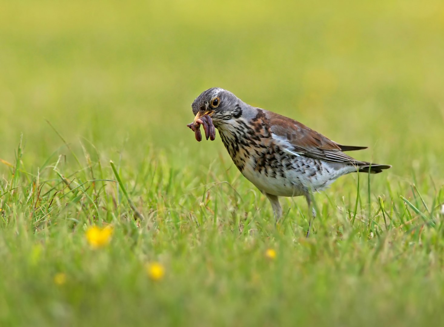 P5207135 Kramsvogel 20_1466x1080