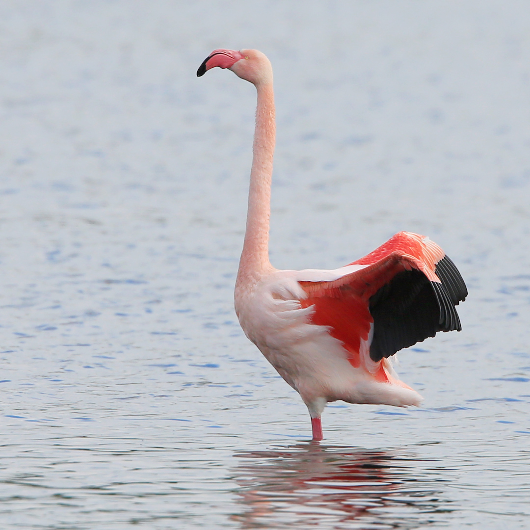 Flamingo8549ddn_LucidArts