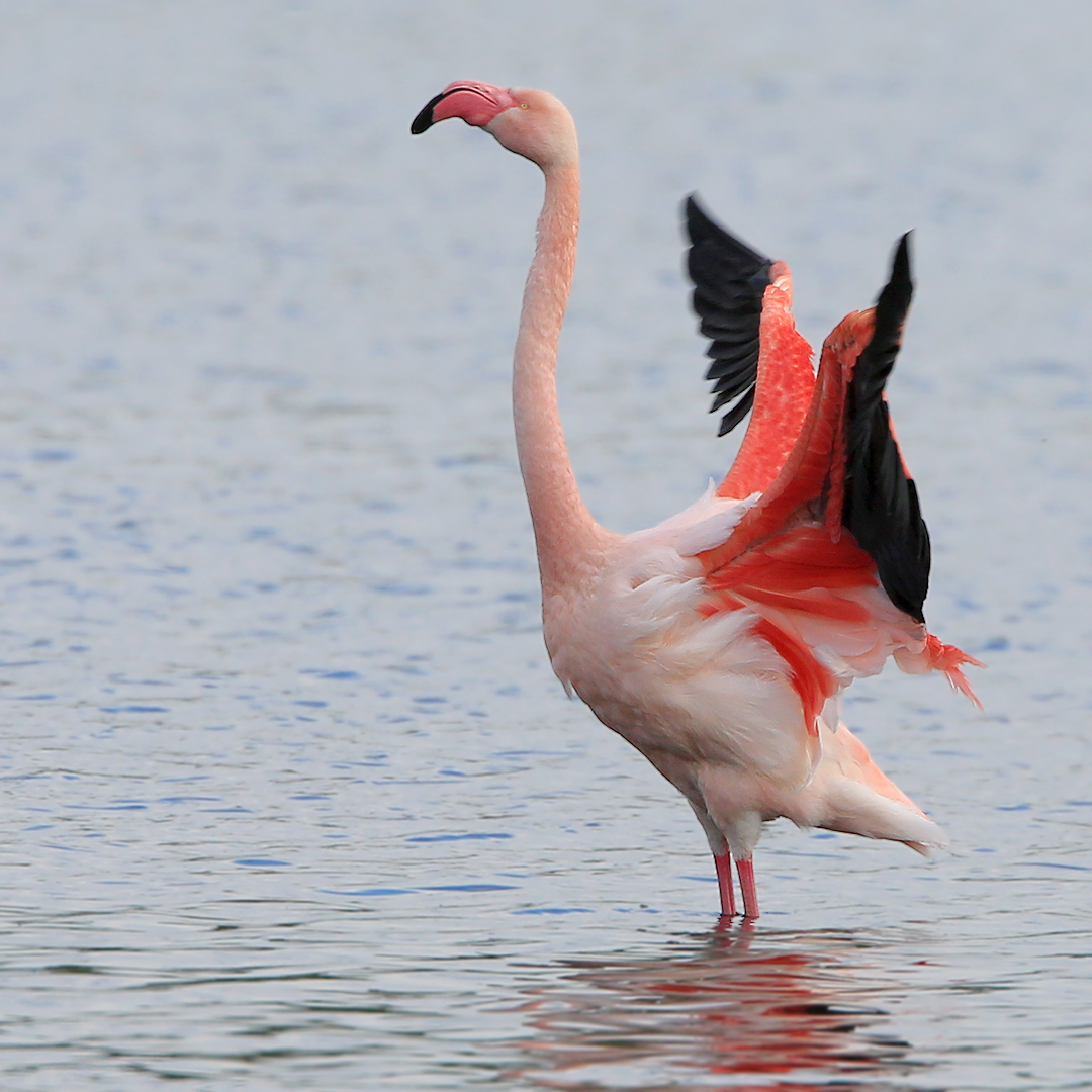 Flamingo8556ddn_LucidArts