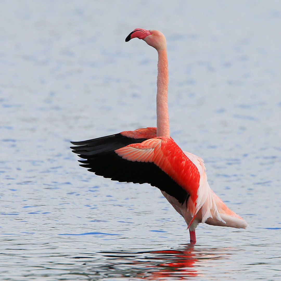 Flamingo8552ddn_LucidArts
