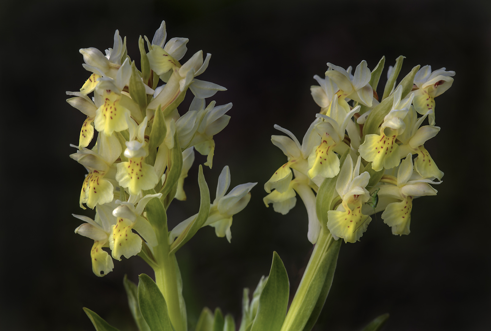 6723 Orchis pauciflora 2017-04-09 Bw-nv 1080