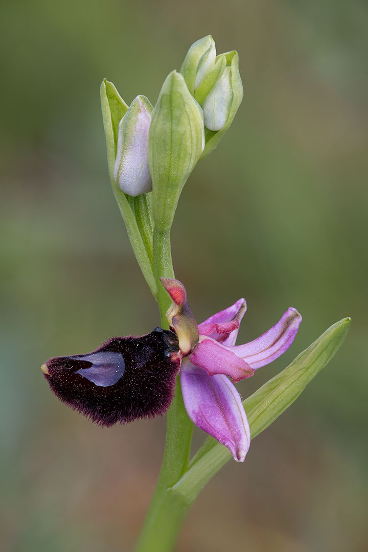2243-55 Ophrys bertolonii 15-04-2017 B_V_1080
