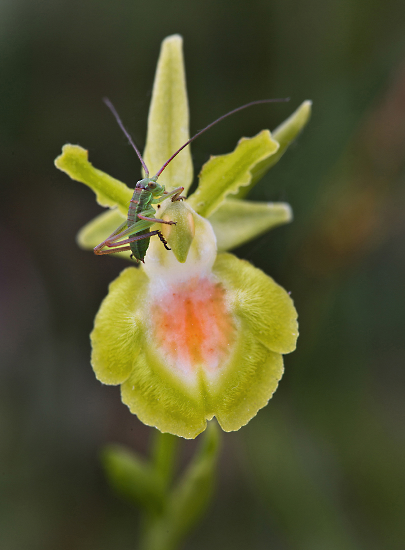 8572-77 Hybride Ophrys Lutea 2017-04-14 Bw-nv 1080