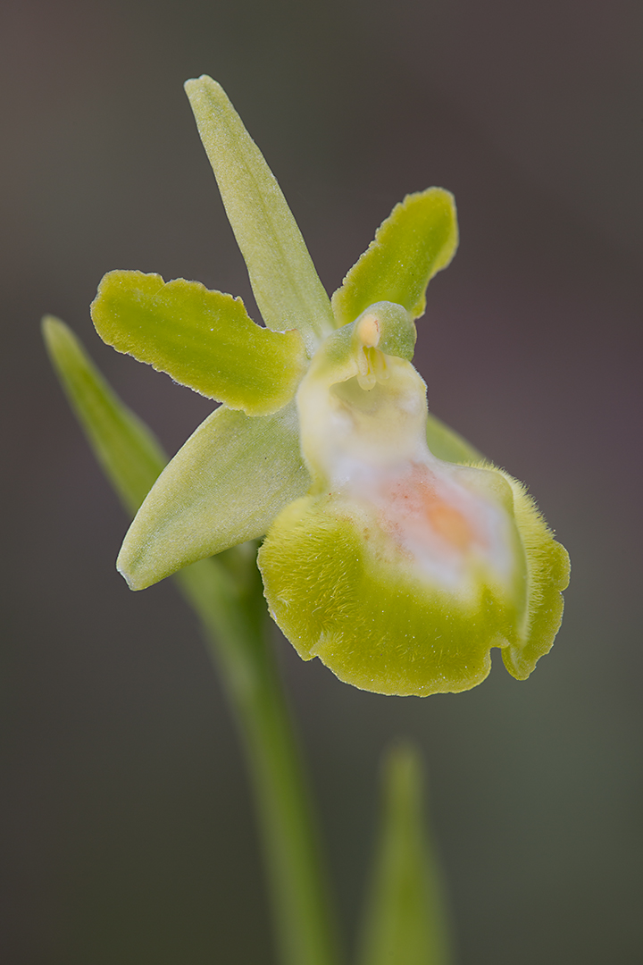 1876-91 Ophrys passionis var. gaganica 14-04-2017 B_V_1080
