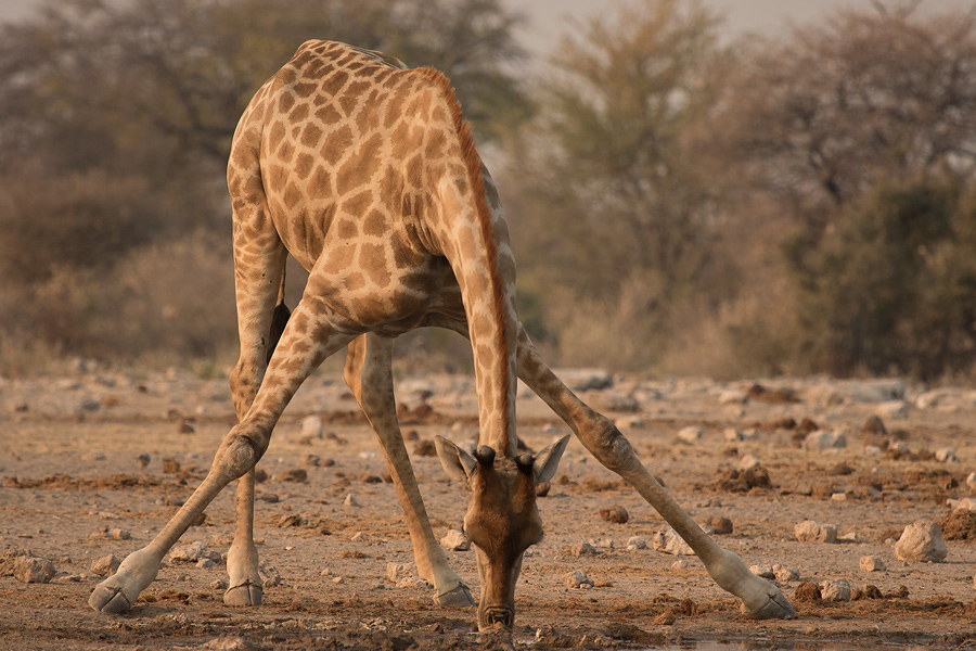 Giraffe-Etosha
