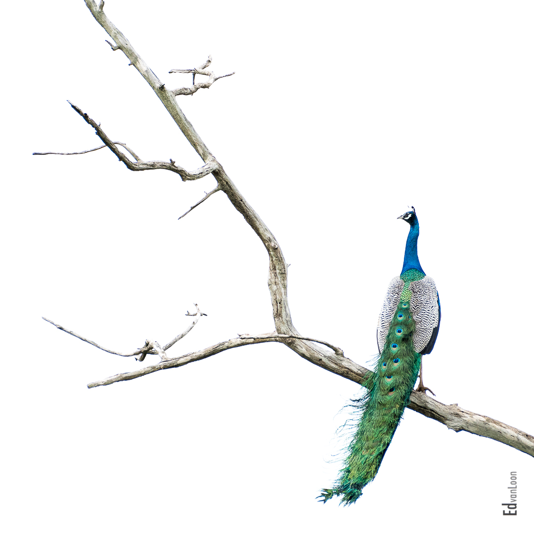 Colorful Indian peafowl