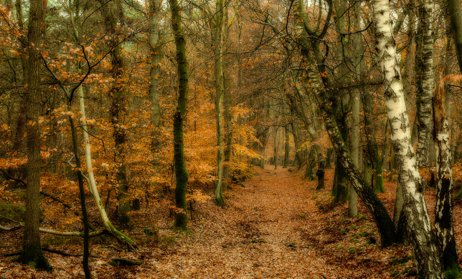 Herfst in het Leuvenumse bos