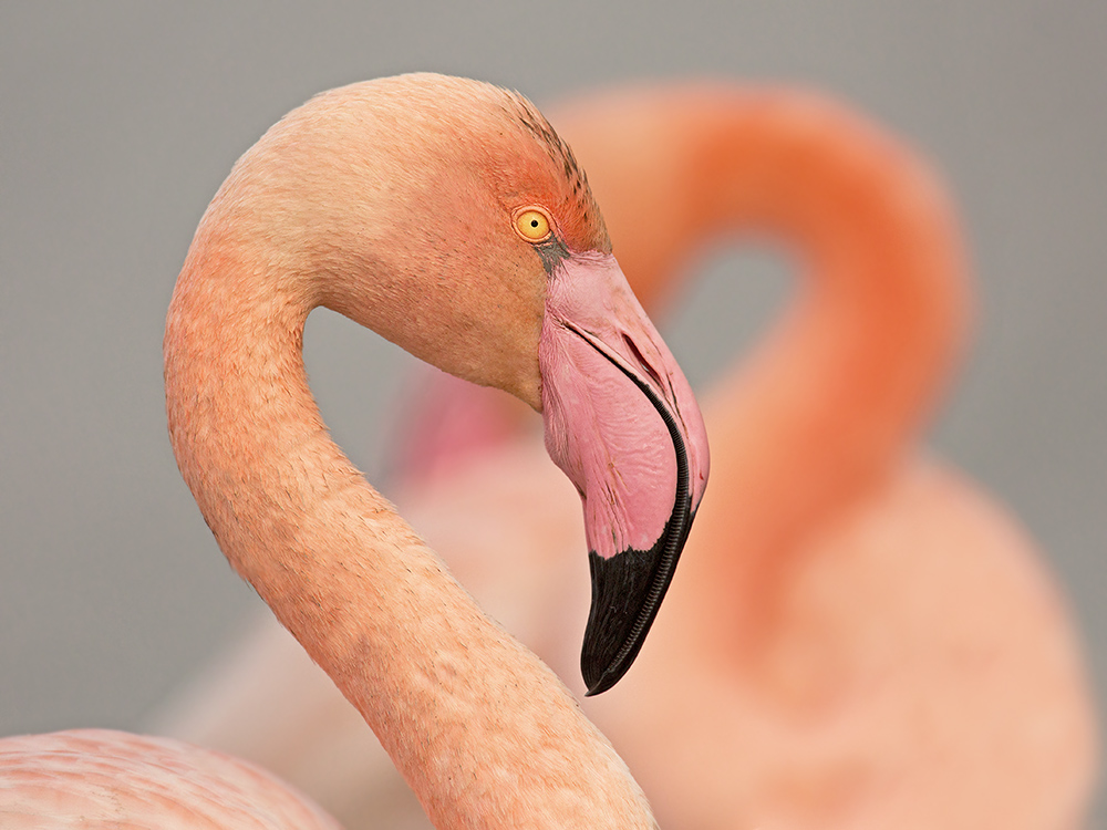 Flamingo 9007 v - kopie