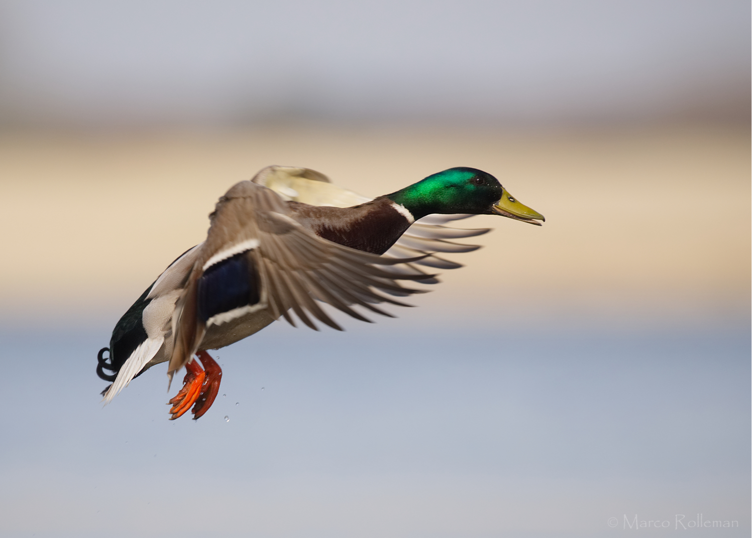 Wild duck in flight ddn
