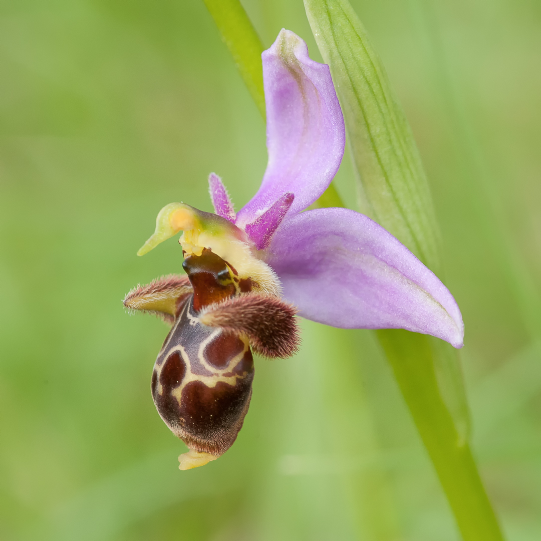 20140422-20140422 ophrys scolopax PDS_4730-bewerkt