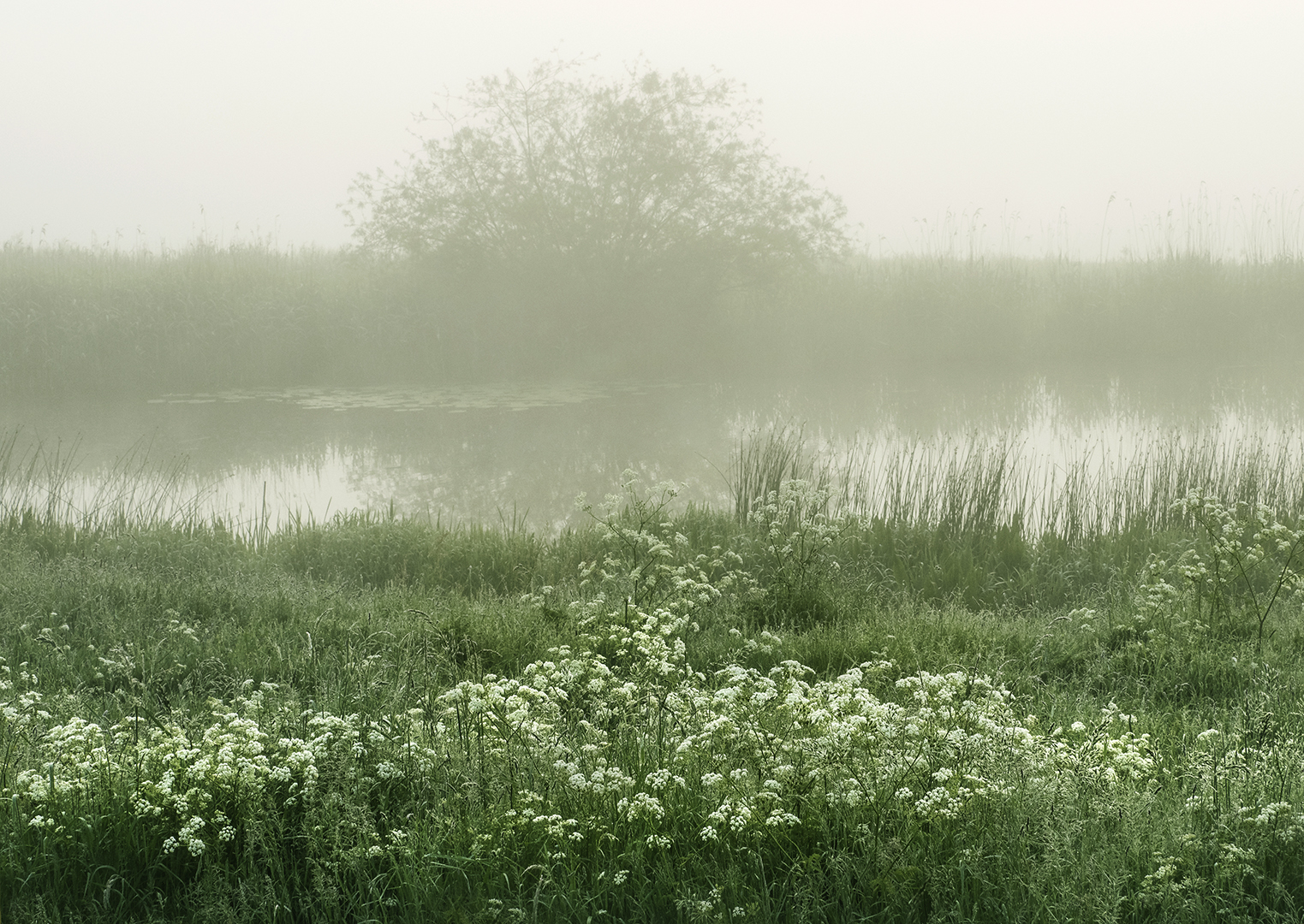 P5260014 Mist Wilp landschap