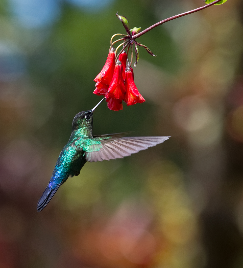 fiery throated hummingbird CP4B1769 DDN _DxO