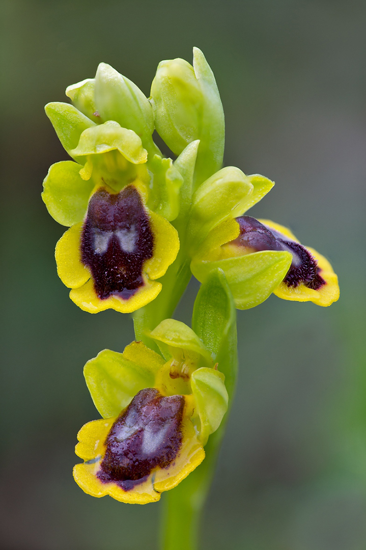 481-97-1 Ophrys Lutea 2015-04-10 Bw-V 1080