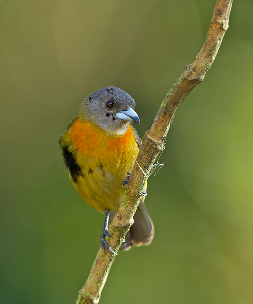Cherrie's Tanager CP4B2117_DxO