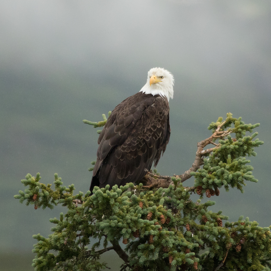 Bald-Eagle-Haines-Haines-Junction2