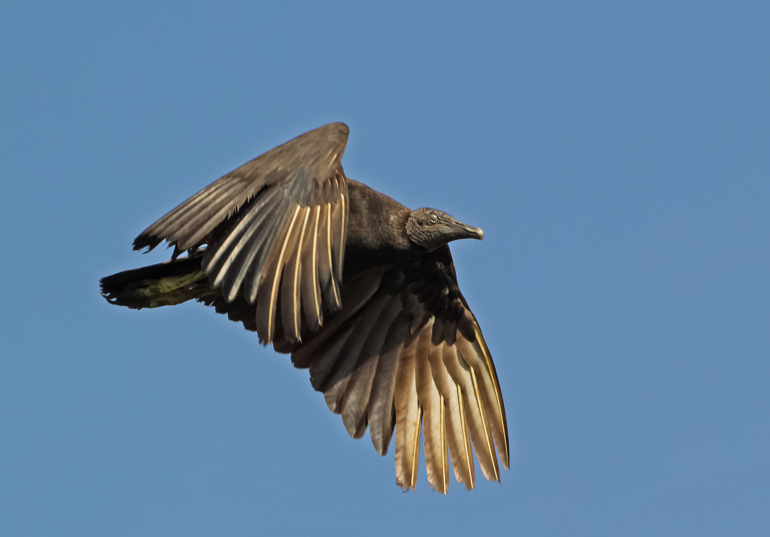 Black Vulture DDN CP4B0159_DxO
