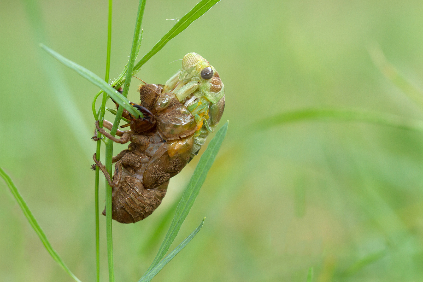uitsluipende cicade 1620