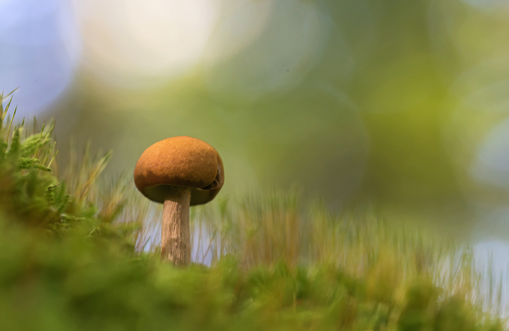 2018-09-28-paddenstoel
