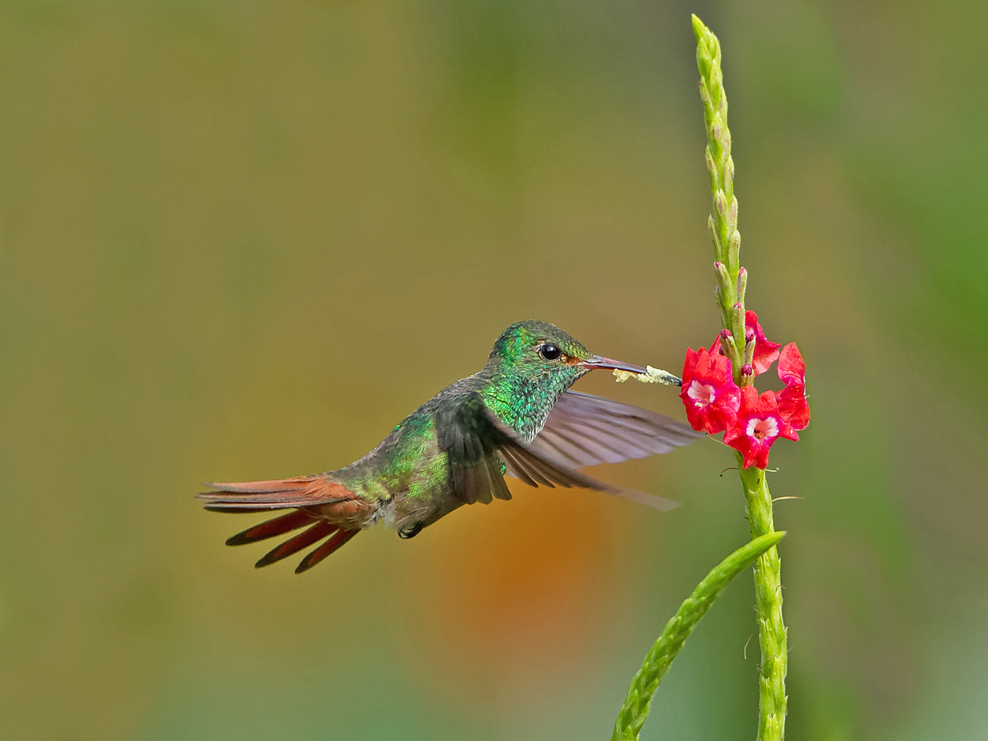 Rufous-tailed Hummingbird DDN CP4B9640_DxO