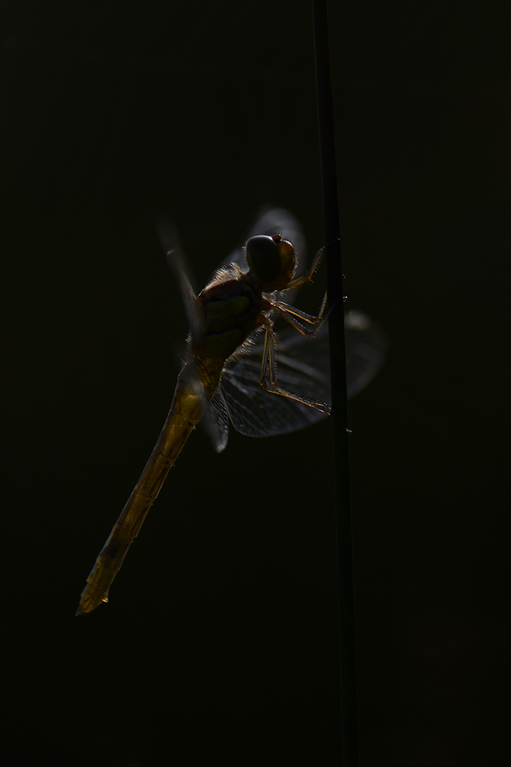 Bruinrode Heidelibel-Sympetrum striolatum-Reuver