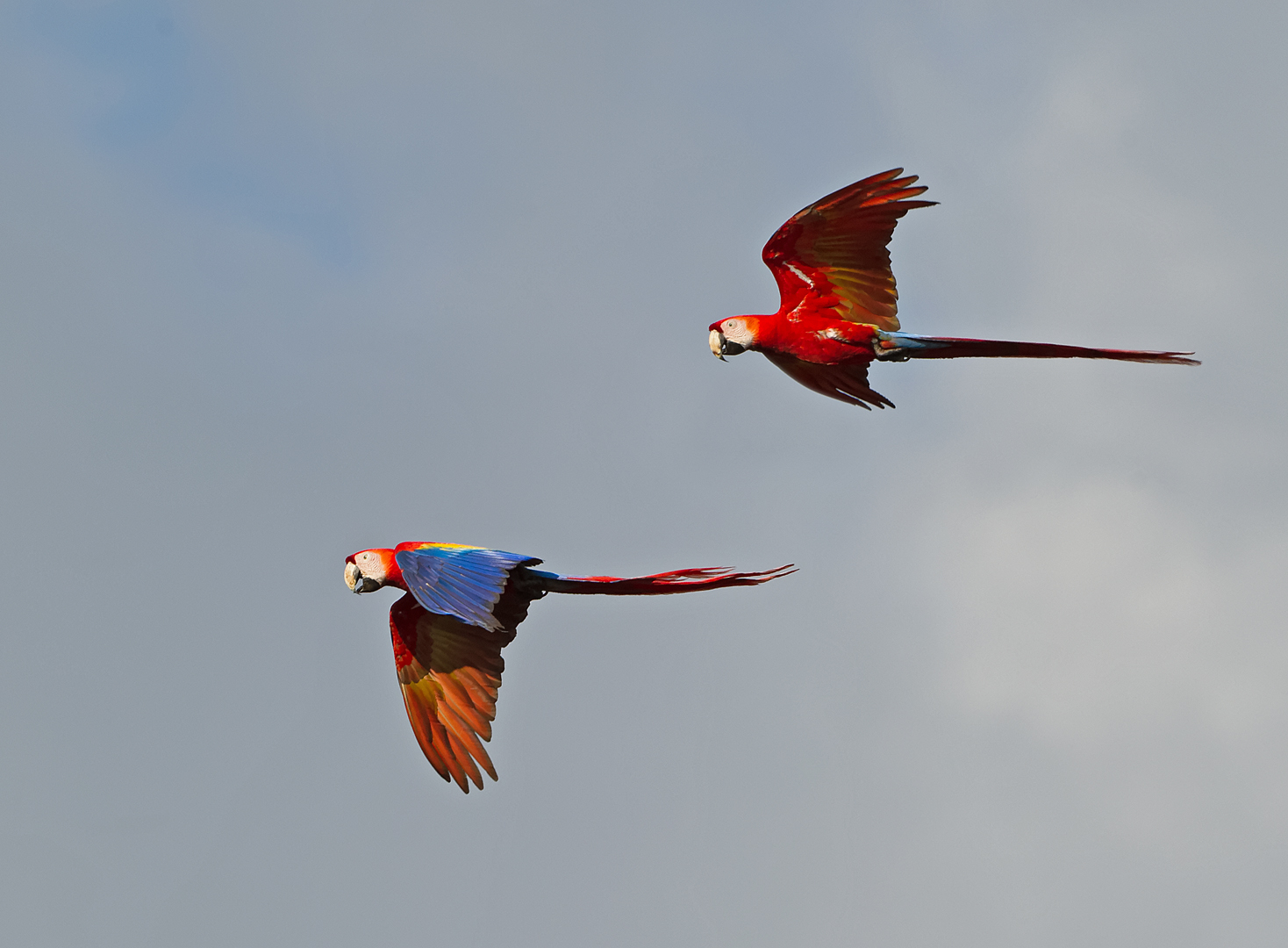 Scarlet Macaw DDN CP4B1436_DxO
