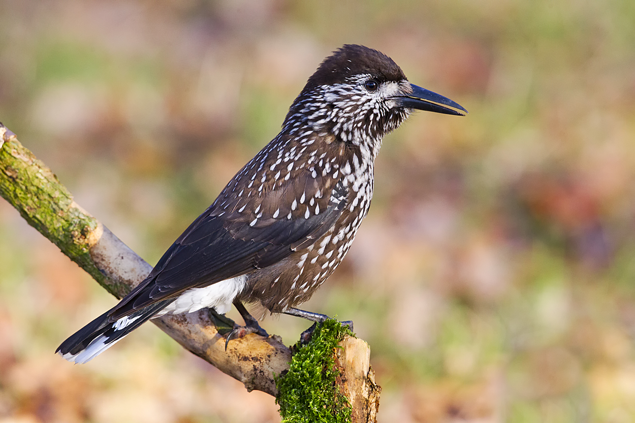 Deel De Natuur