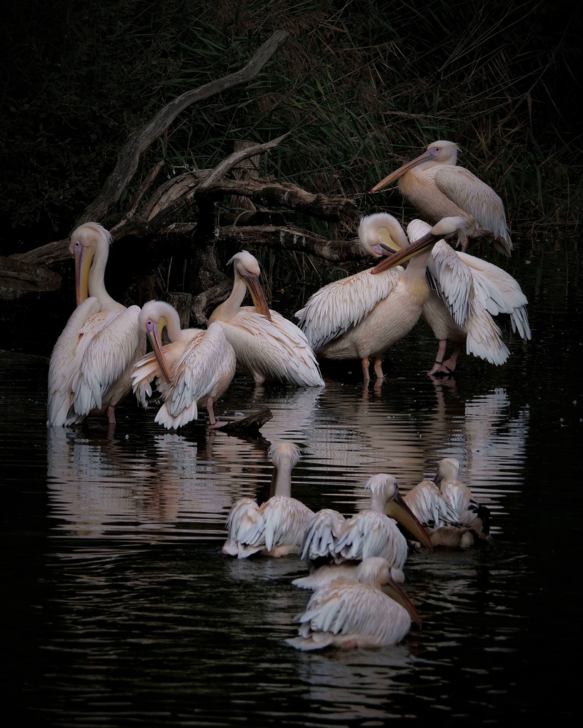 1810-natuur-076132-pelikanen klein2