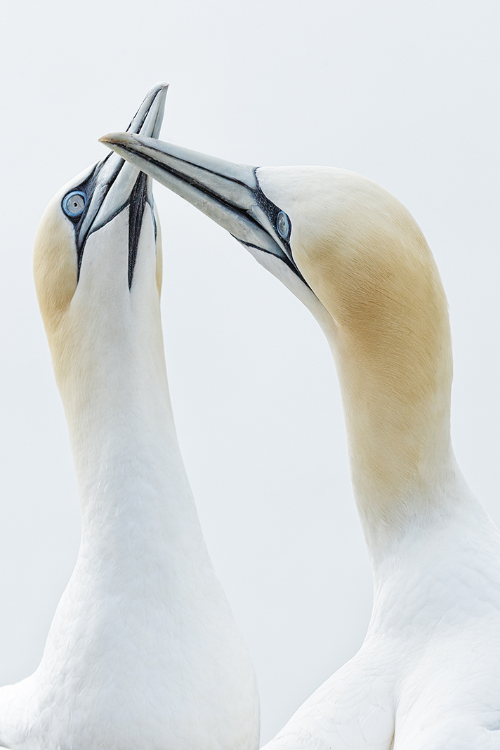 gannets 101