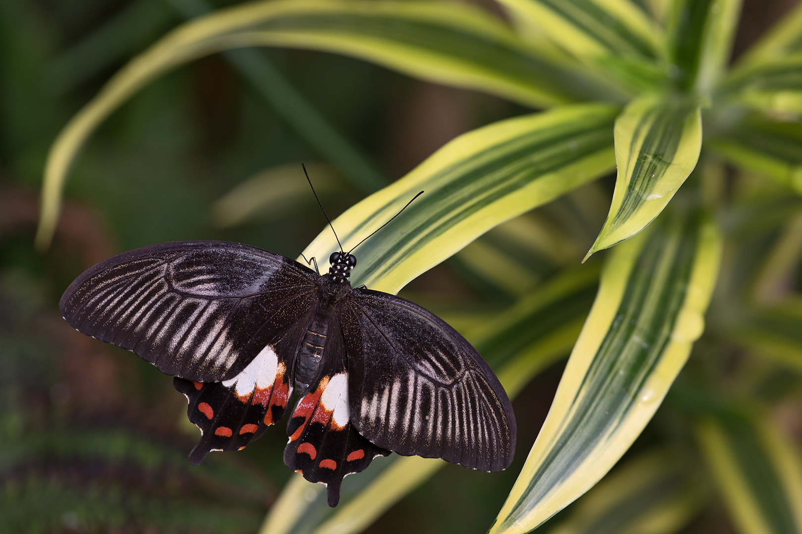 4656-59 Papilio rumanzovia 18-02-2019 B_V_1620