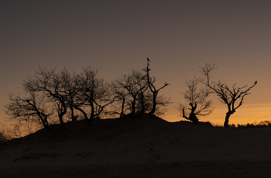 Afrikaanse zonsopkomst bij de Loonse en Drunense duinen DDN
