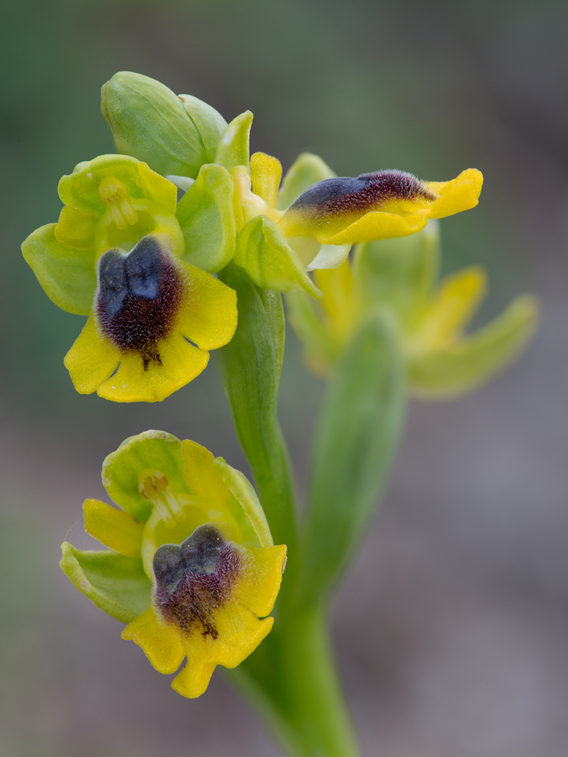 7527-38 Ophrys Lutea Bw-v 1080