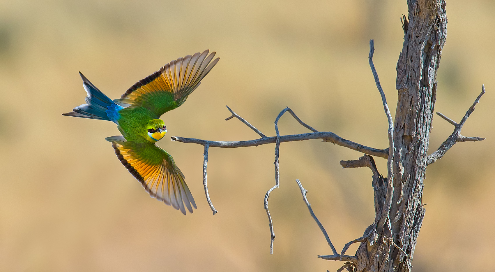 Swallow-tailed_bee-eater