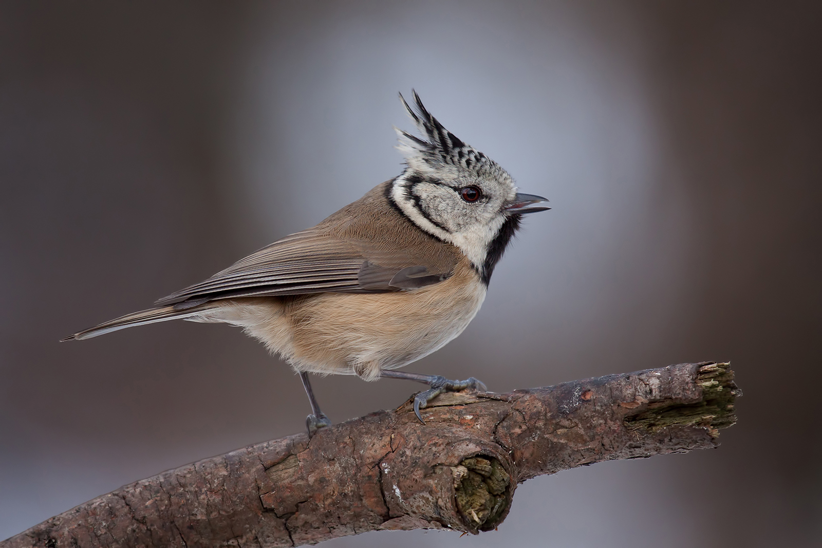 The European Crested Tit  sitting on a branchDDN