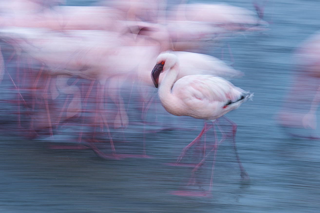 Flaming flamingo