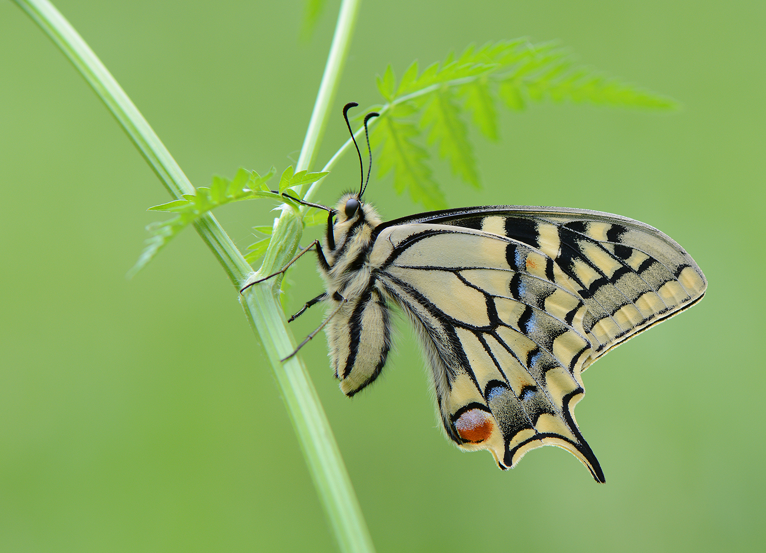 Koninginnepage-Papilio machaon-Beesel2-ddn