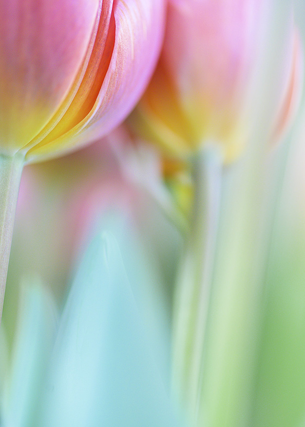 Soft tulip