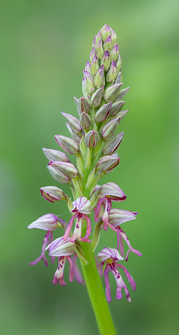 2584-89 Grote Purperorchis 2019-0518 Bw-v 1080