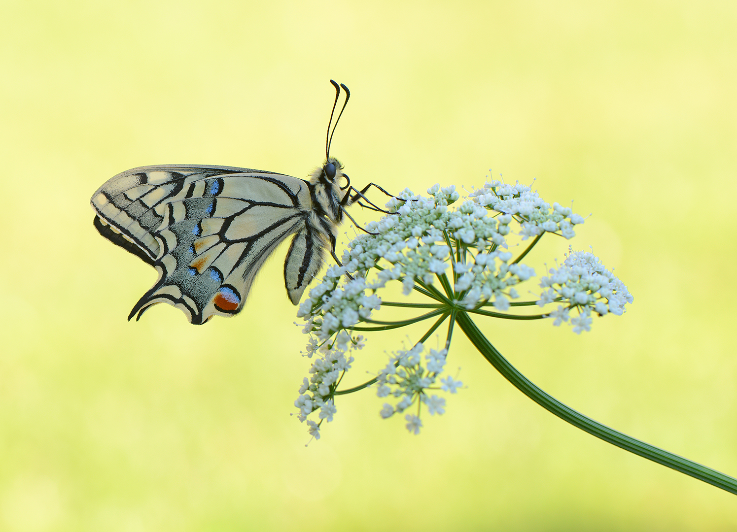 Koninginnepage-Papilio machaon-Belfeld