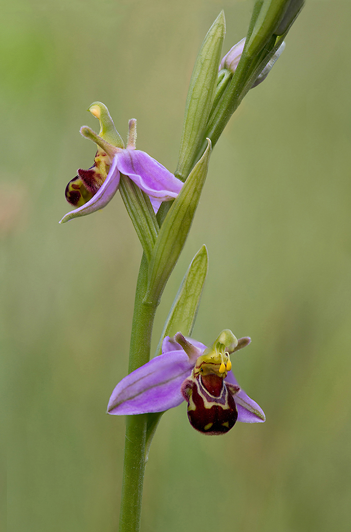 5103-07-3 Bijenorchis-(Ophrys apifera) 2019-06-04 Bw-v 1080