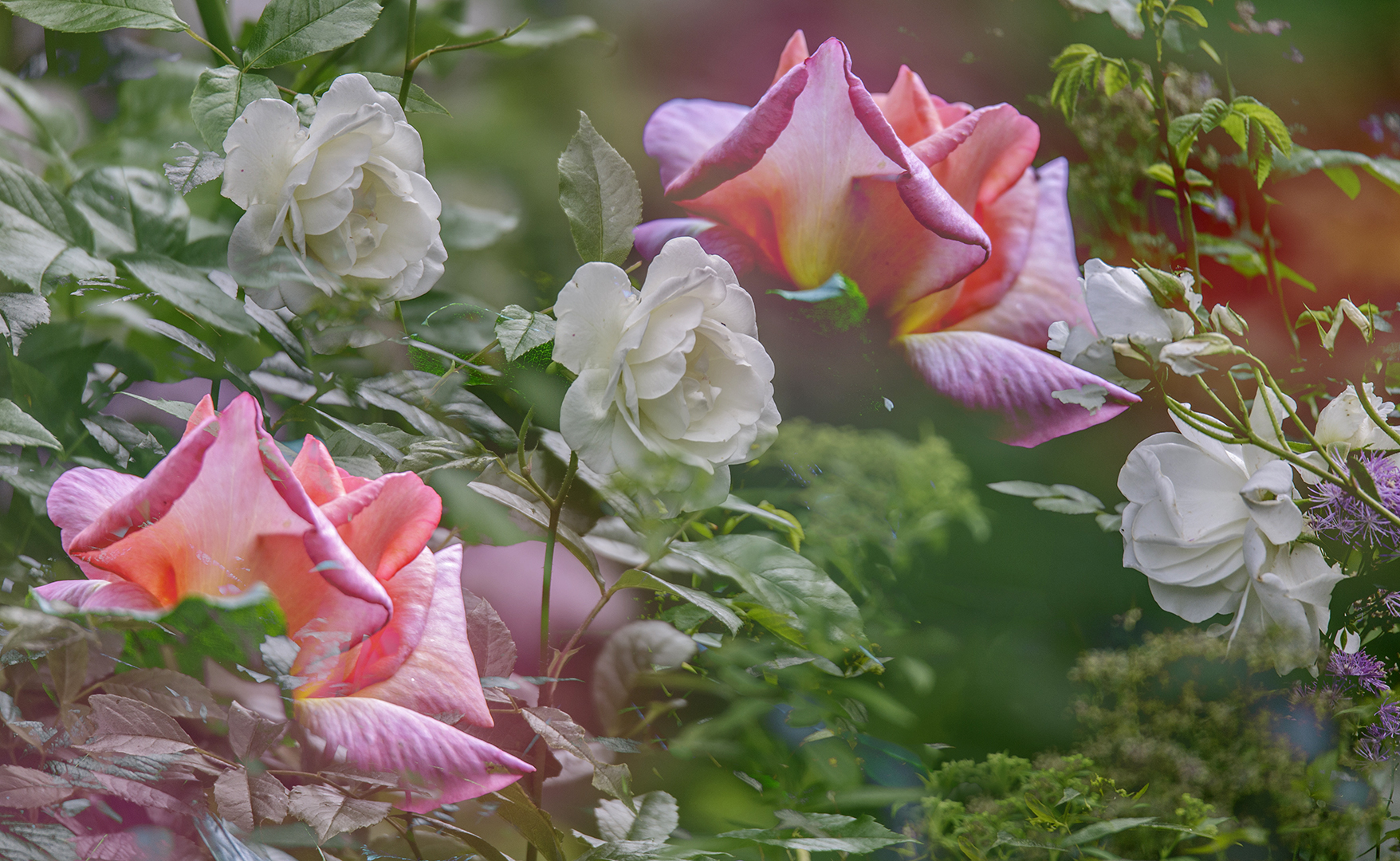 5239 Impressie rozen tuin Almere 2019-06-13 Bw-nv 1920